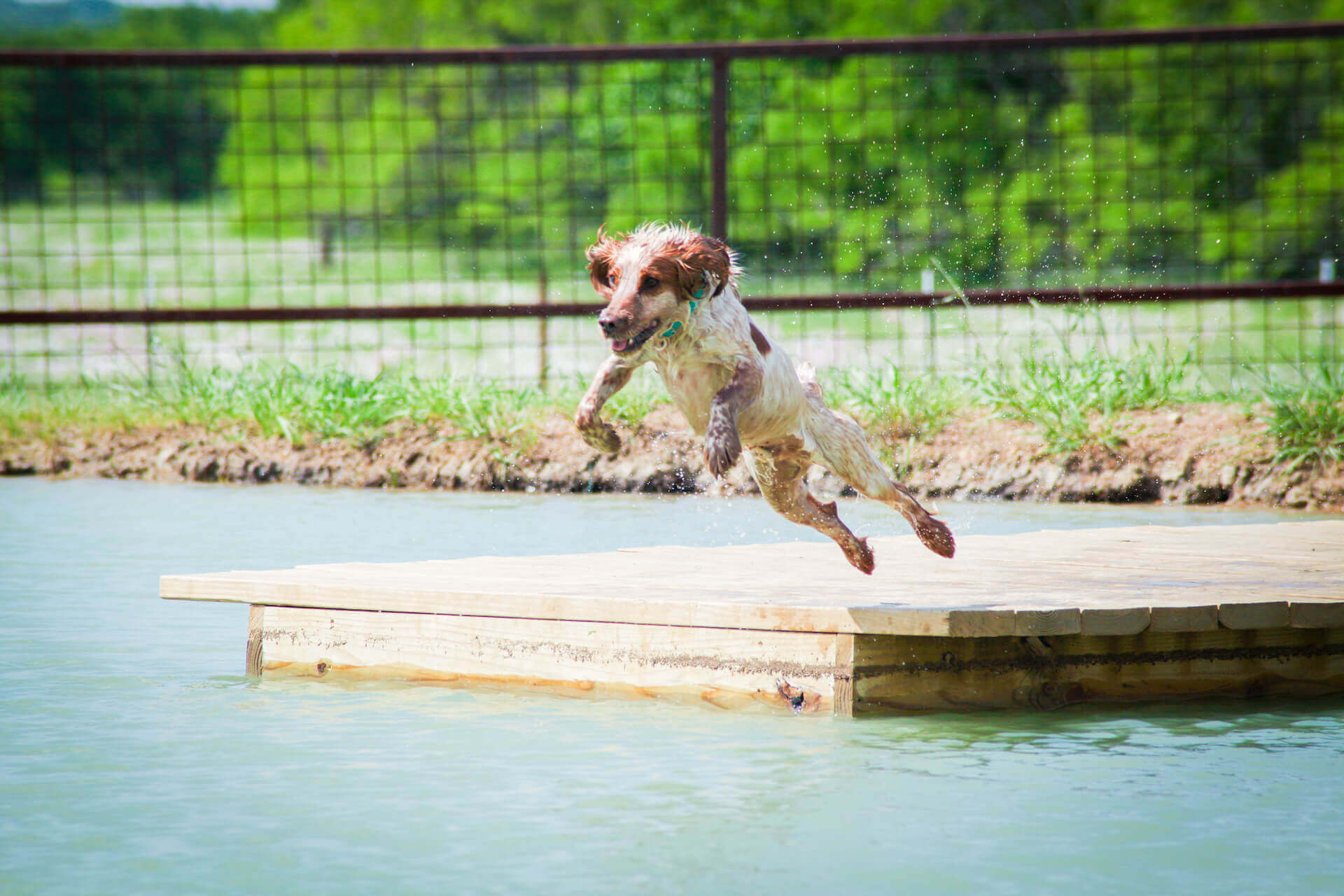 Canine Country Club