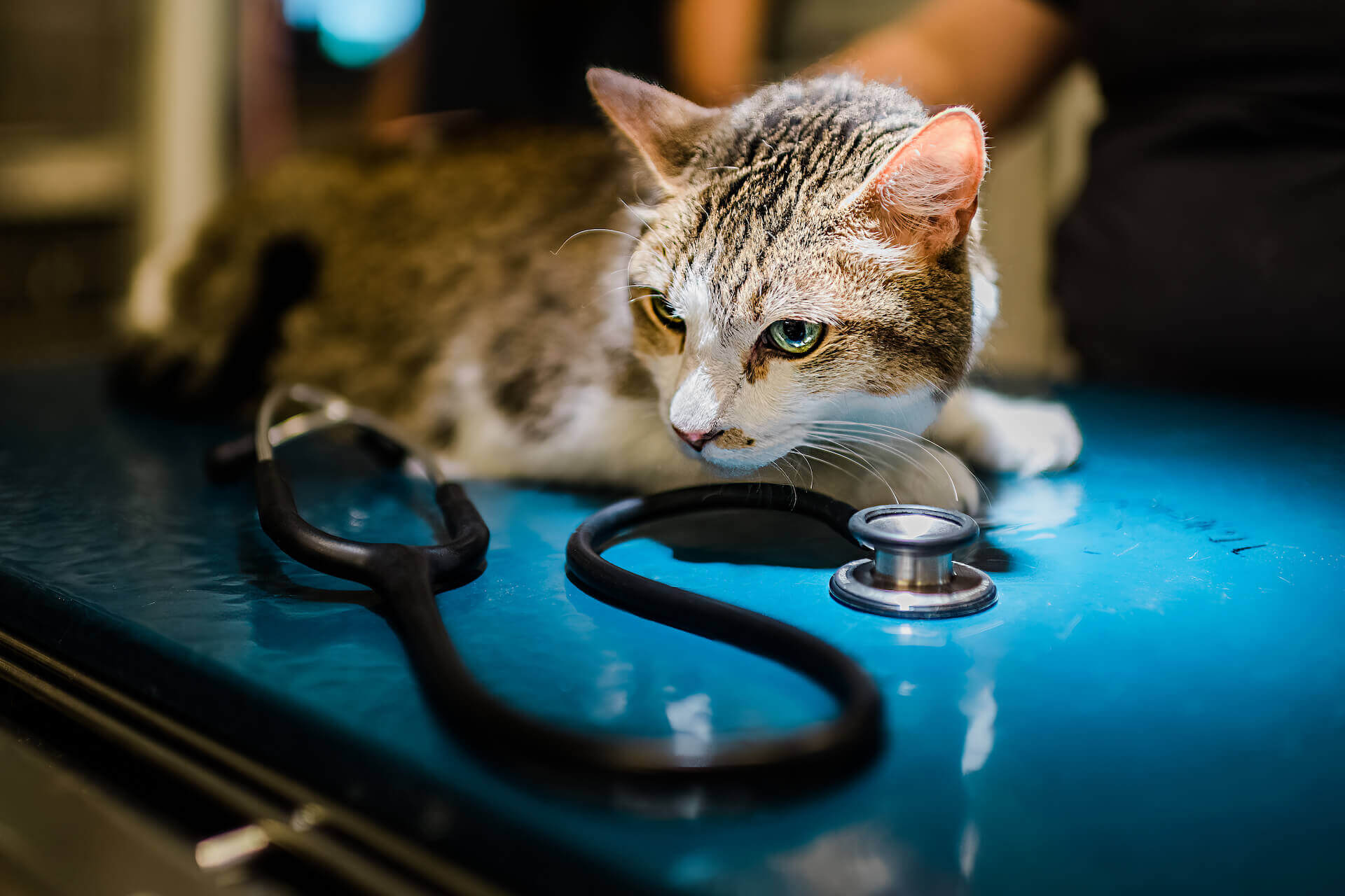 Highland Park Animal Hospital Cat Services