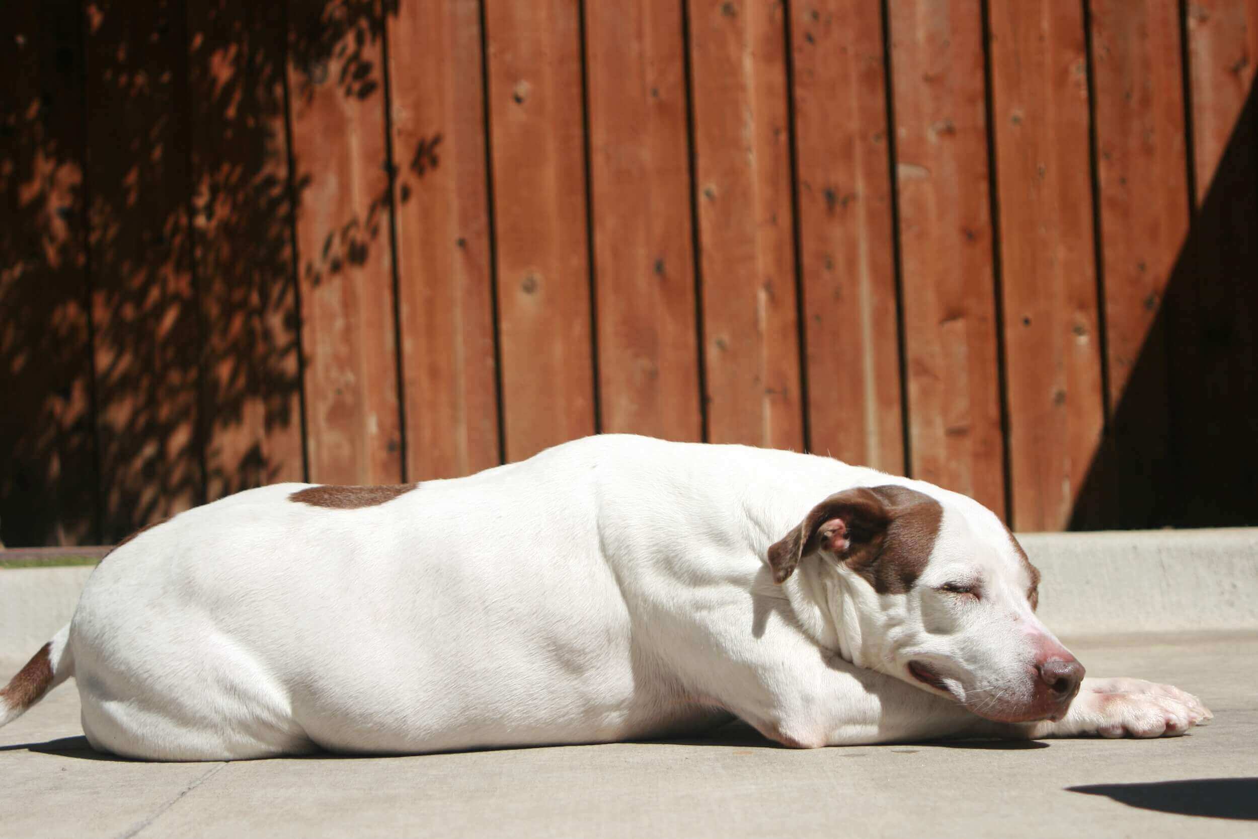 brownwhitedogccccourtyard_0-2.jpg