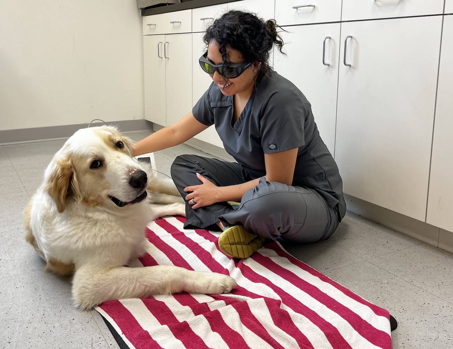 Highland Park Animal Hospital Dog Laser Therapy