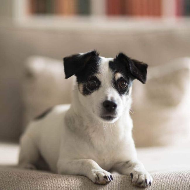 hpah-dogservices-2.jpg