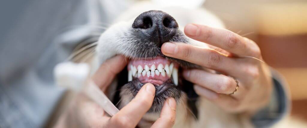The Dog Dental Guide: Nurturing Your Canine's Canines