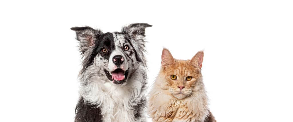 Dogs vs. Cats Who’s the Bigger Diva When It Comes to Grooming