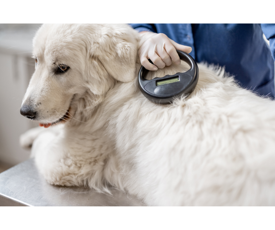 dogmicrochip