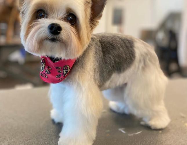 AKC Safety Grooming Certification