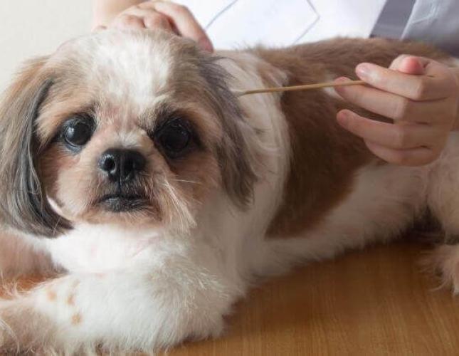 How to Know When to Take Your Dog to the Veterinarian For an Ear Infection