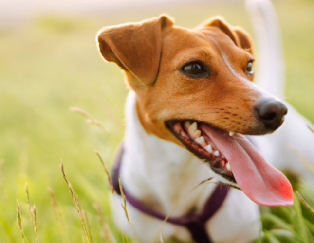 Highland Park Animal Hospital: Top Rated Dallas Veterinarians