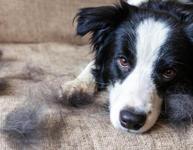 The Secret to Saving Your Sanity With a Shedding Dog