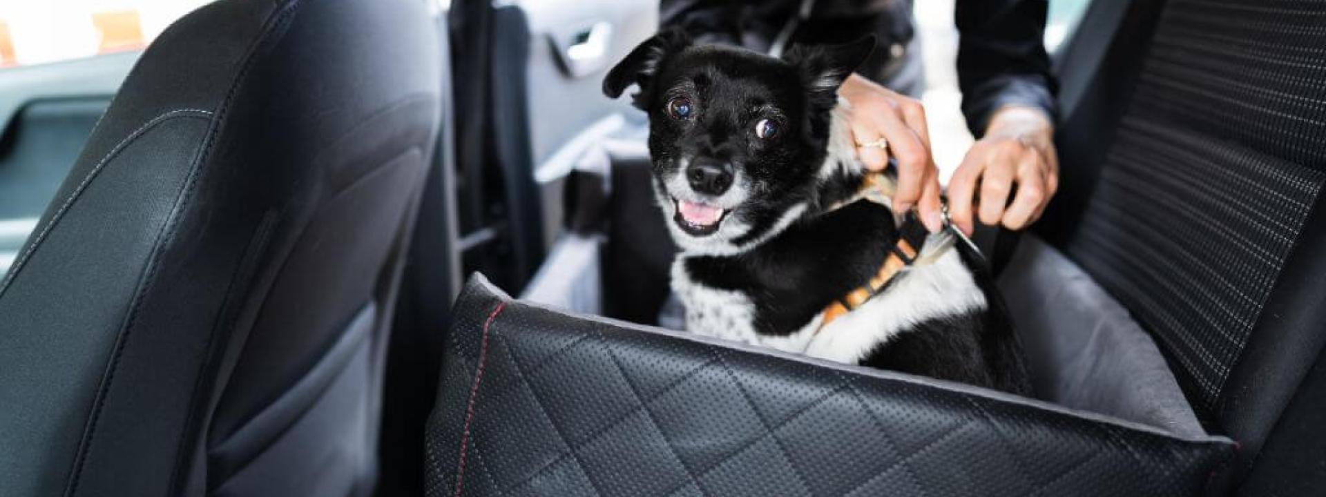 A small dog restrained in a car for good pet care safety.
