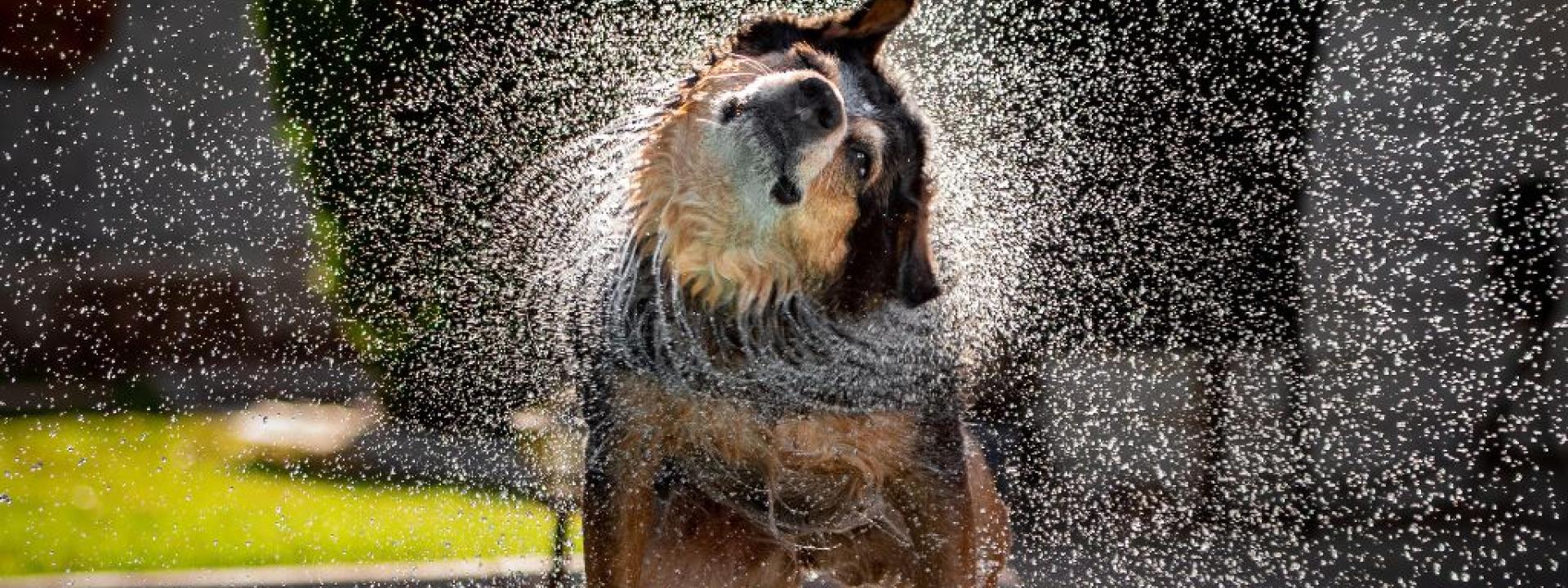 A wet dog shaking water out of its ears.